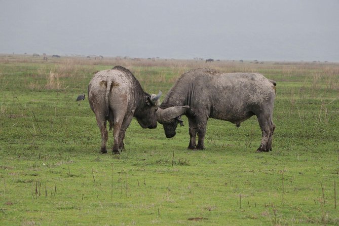 6 Days Tarangire,Serengeti, Ngorongoro & Manyara Mid-range Camping Safari Tour - Ngorongoro Crater: one volcanic day with Big 5 potential