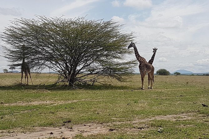 6 Days Tarangire,Serengeti, Ngorongoro & Manyara Mid-range Camping Safari Tour - Camping and meals: what you’ll actually feel each day