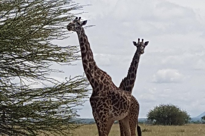 6 Days Tarangire,Serengeti, Ngorongoro & Manyara Mid-range Camping Safari Tour - Guides and guiding style: how small groups make a difference