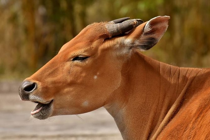 6 Days Tarangire,Serengeti, Ngorongoro & Manyara Mid-range Camping Safari Tour - Tarangire National Park: elephants, baobabs, and Amarula fruit at golden hour