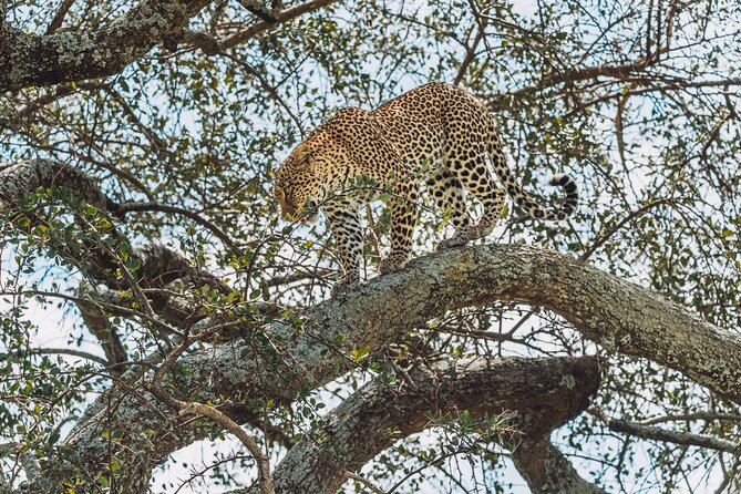 6-DayThe Best of Northern Tanzania Safari - Ngorongoro conservation area: switching gears and settling into Ngorongoro Wild Camp