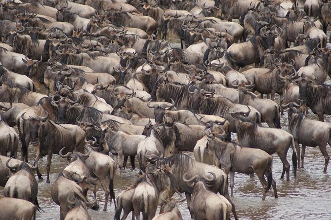 7 Day 6 nights Great Migration Classic Tanzania Safari - Starting in Arusha and heading for Tarangire River life