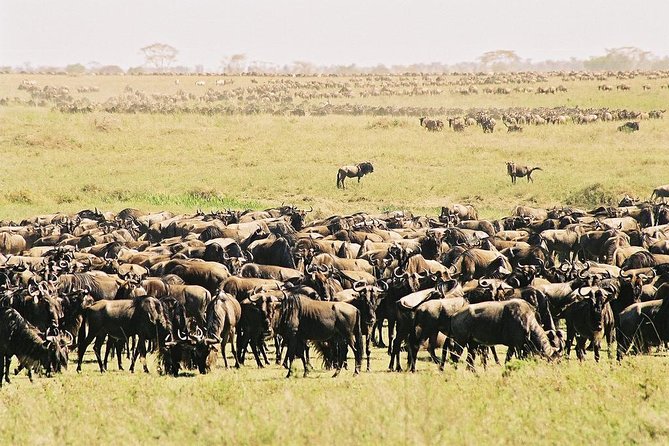 7 Day 6 nights Great Migration Classic Tanzania Safari - Serengeti game drives, including the Mara River crossing moment