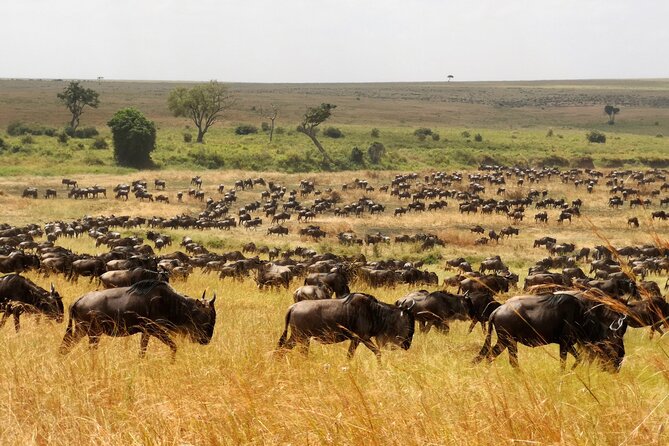 7 Day Grand Tanzania Safari - Day 5 Optional balloon or sunrise drives, then onward to Ngorongoro