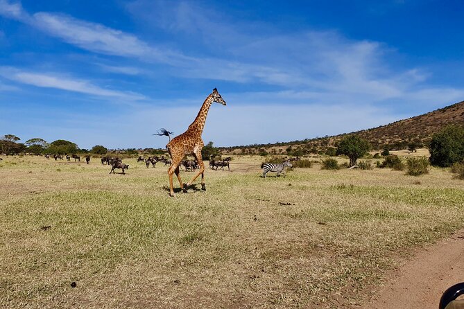 7 Day Grand Tanzania Safari - Day 6 Ngorongoro crater: Big Five focus inside a collapsed volcano