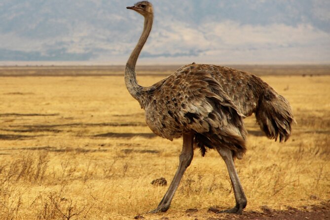 7 Day Grand Tanzania Safari - Price and value: what $2,800 per person is really buying