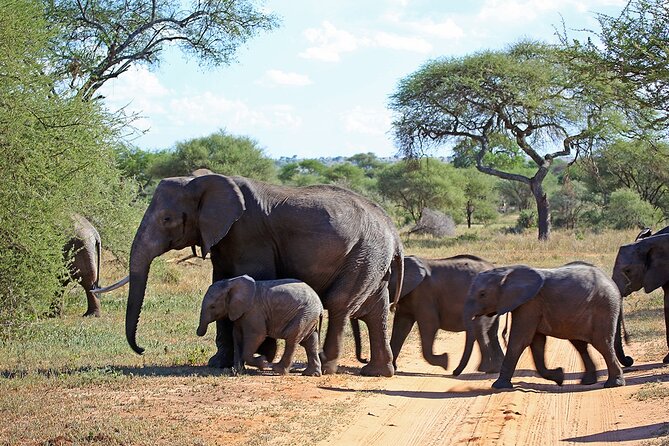 7 Day Grand Tanzania Safari - Day 1 Tarangire National Park to Eileen’s Tree Inn