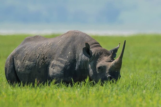 7-Day Group Camping Tarangire/Serengeti/Ngorongoro/lake Manyara - Day 3 in Serengeti: Mara River and Ndutu Plains style migration watching