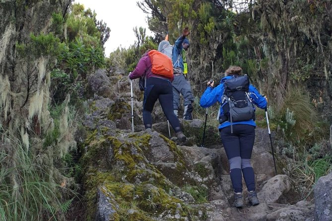 7-Day Kilimanjaro Climb–Lemosho R. Scenic Adventure to the summit - Lemosho Route, quiet trail, varied terrain, and why acclimatization matters