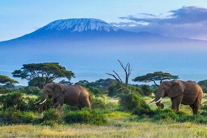7-Day Kilimanjaro Climb Machame Route - Day 1 from Moshi to Machame Camp: rain forest trekking and mud reality