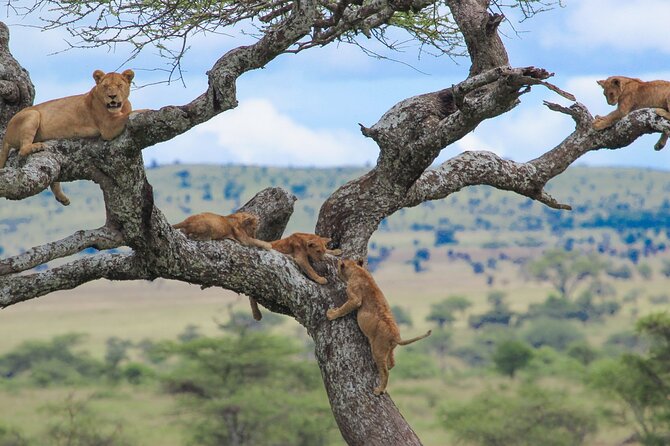 7-Day Kilimanjaro Climb Machame Route - Moshi Arrival, Keys Hotel Briefing, and Your First Look at the Team