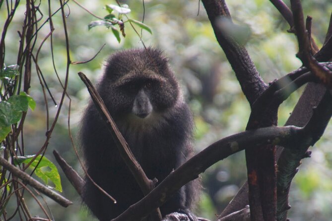 7 Day Kilimanjaro Machame climb - Price and What Your Money Actually Buys