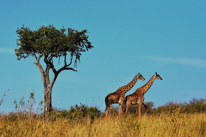7-Day Magical Tanzania Safari -Premium High End Package - Moshi Start and Arusha Overnight, Done the Easy Way
