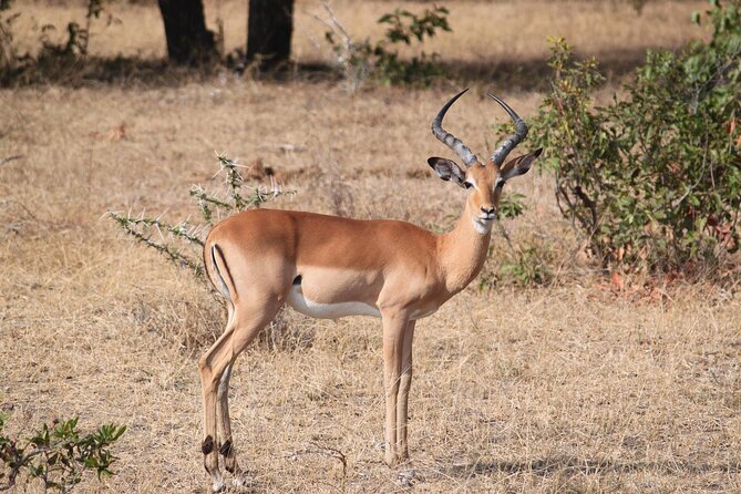 7-Day Magical Tanzania Safari -Premium High End Package - Ngorongoro Crater Day 7: Full-Day Crater Tour With Car-Shade Lunch