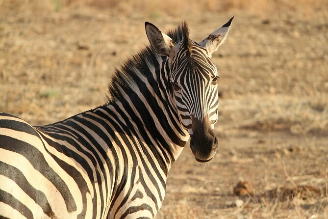 7-Day Magical Tanzania Safari -Premium High End Package - What Luxury Means Here, Beyond the Tented Camps