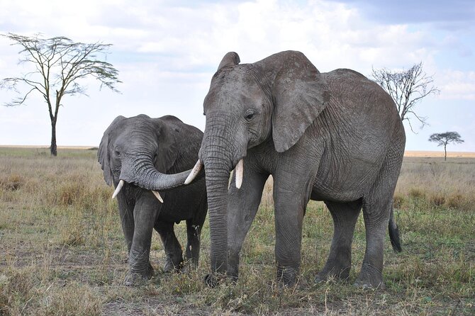 7-Day Magical Tanzania Safari -Premium High End Package - Price and Value: Is $10,250 Reasonable for This Plan?