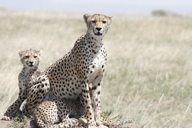 7-Day Magical Tanzania Safari -Premium High End Package - Lake Manyara: Birdlife-First Day With a Night Game Drive