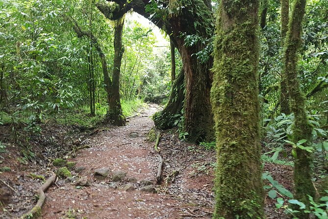 7-Day Mountain Climbing in Machame Route - Mweka Gate, Final Meal, and Your Hotel Reset in Arusha or Moshi