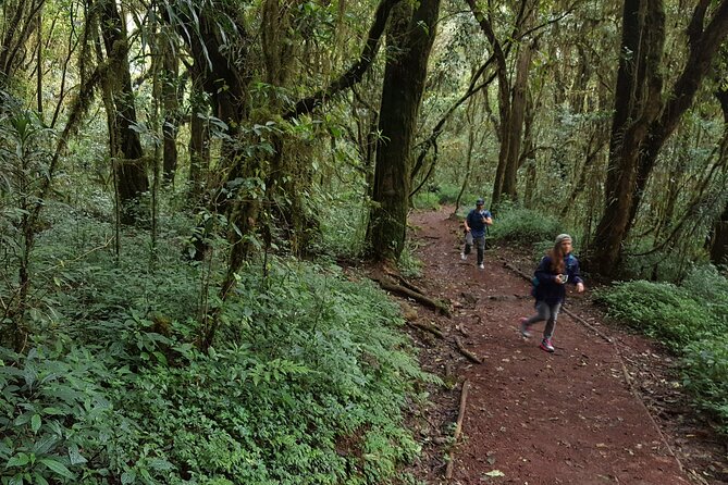 7-Day Mountain Climbing in Machame Route - Crew Support, Food, and Why Guides Like John and Ellie Matter