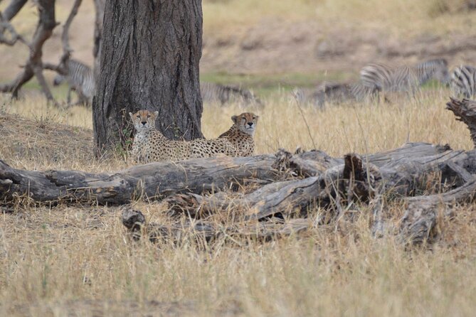7-Day North Tanzania Classic Safari - Serengeti via Ngorongoro Conservation Area: crater viewpoints before the plains