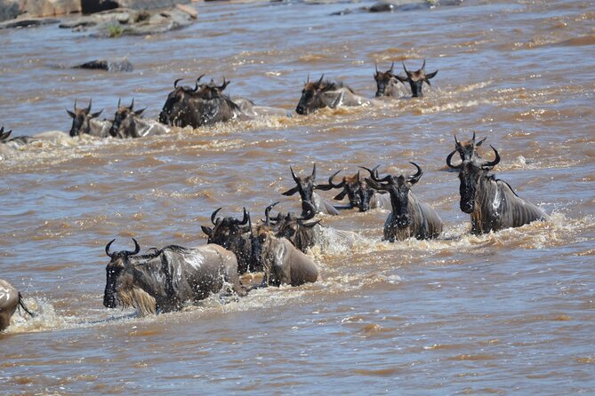7-Day North Tanzania Classic Safari - Serengeti Hippo Pool and the river-and-plains grind: crossings, crocodiles, and predator timing