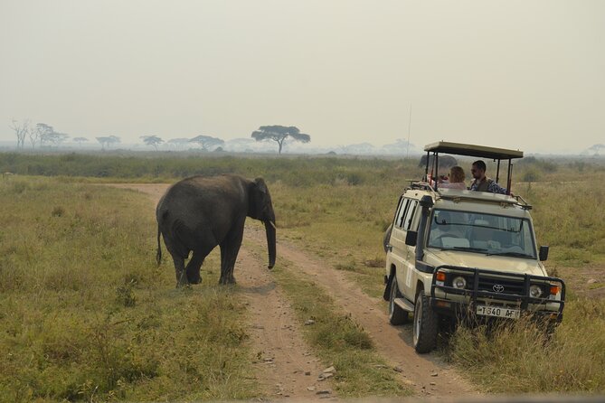 7-Day North Tanzania Classic Safari - Ngorongoro Crater day: Olduvai Gorge, Maasai boma, and that long descent into caldera wildlife