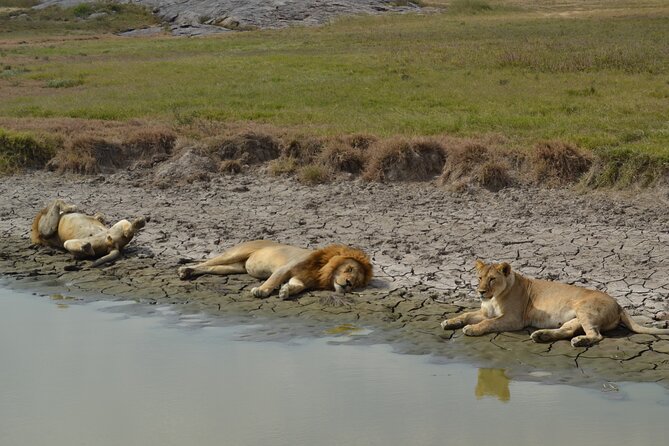 7-Day North Tanzania Classic Safari - Returning to Arusha or flying out: last transfer, optional late checkout, and time savers