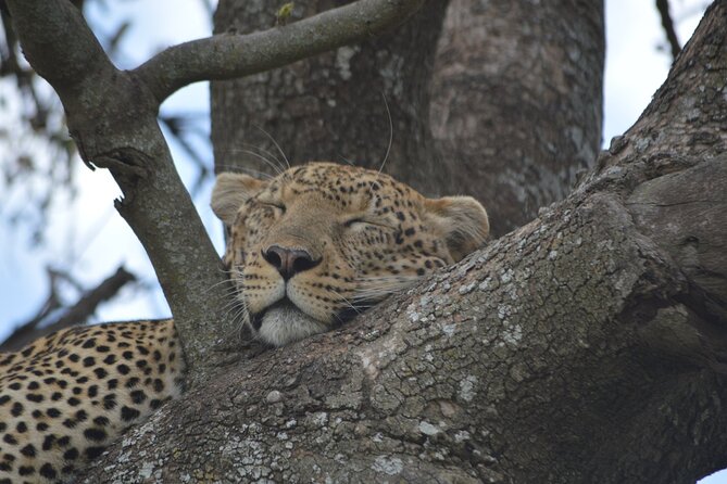 7-Day North Tanzania Classic Safari - Tarangire National Park: elephants, Larmaku Swamp, and acacia-shaded river edges