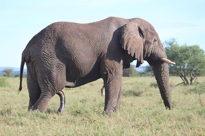 7-Day Premium Luxury Tanzania Safari All-Inclusive - Tarangire National Park on Day 2: elephants, acacia, and seasonal swamps