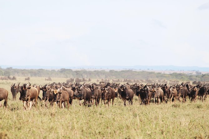 7-Day Premium Luxury Tanzania Safari All-Inclusive - Accommodation and comfort: where luxury shows up, and the Kitela note