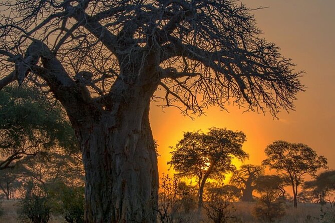 7-Day Private midrange Tour in Arusha with Airport Pickup - Key moments that make this safari work