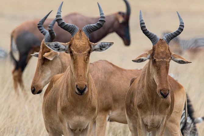 7-Day Private midrange Tour in Arusha with Airport Pickup - Days 3 to 5 Serengeti: Central Serengeti time near the Seronera River