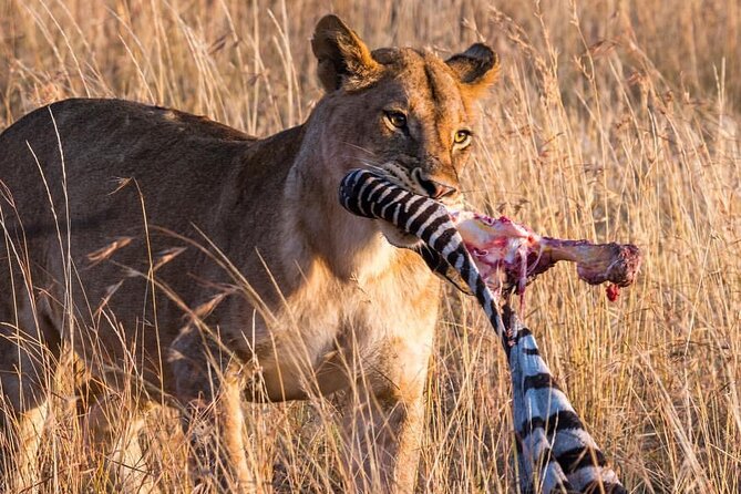 7-Day Private midrange Tour in Arusha with Airport Pickup - Day 7 Ngorongoro crater descent: 600 meters down to lions, hyenas, and more