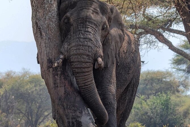 7-Day Private midrange Tour in Arusha with Airport Pickup - Guides, spotting, and why the private part matters