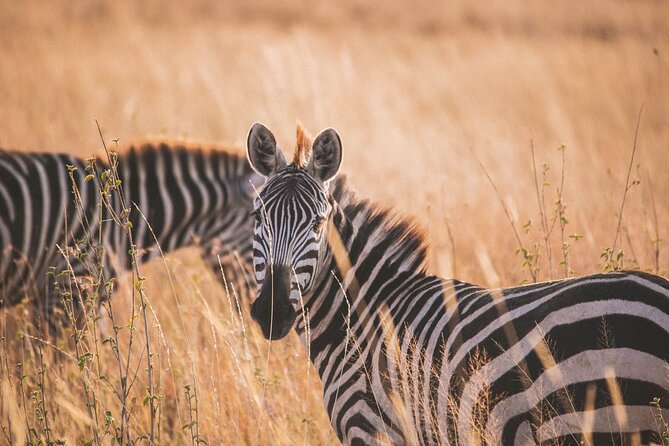 7-Day Private midrange Tour in Arusha with Airport Pickup - Day 2 Lake Manyara: flamingo season reality, plus a wide animal mix