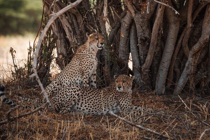 7 Day Safari in Tanzania National Parks - A Northern Tanzania route built for wildlife variety, not just checkboxes