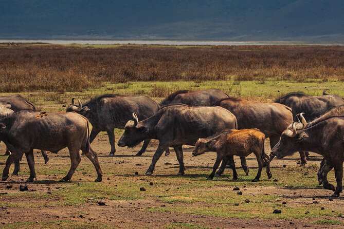 7 Day Safari in Tanzania National Parks - Day 1 in Arusha National Park: walking safari with an armed ranger