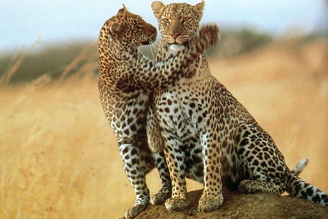7-Day Safari (Including Serengeti) & Zanzibar Extension - Price and value: is $3,974.36 a good deal for this route?