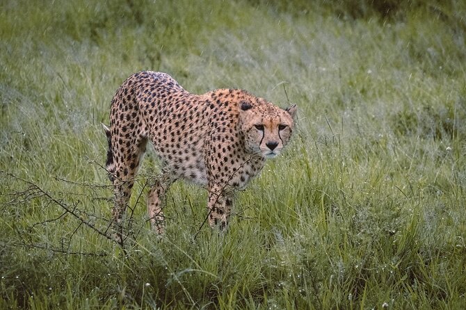 7-Day Tanzania Odyssey Safari- High End Tour - From Kilimanjaro Airport to Moshi, the “why this route works” plan