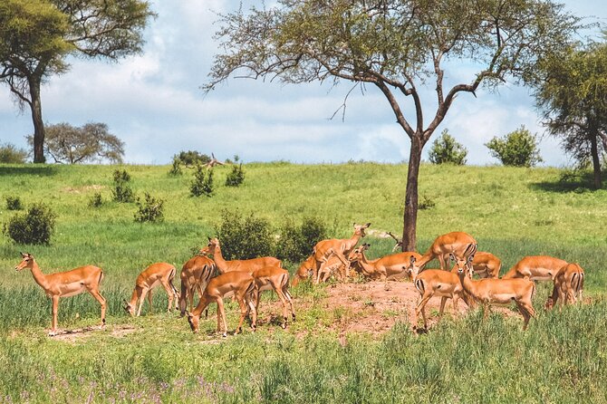 7-Day Tanzania Odyssey Safari- High End Tour - Day 2 at Tarangire: elephants, baobabs, and tree-climbing lion odds