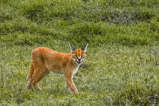 7-Day Tanzania Odyssey Safari- High End Tour - Days 4-5 in Serengeti: migration timing, copycat behavior, and real action