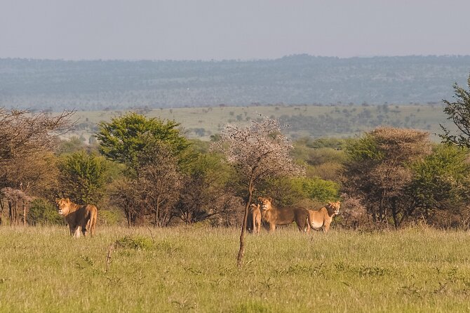 7-Day Tanzania Odyssey Safari- High End Tour - Guides and vehicles, the human engine behind the best sightings