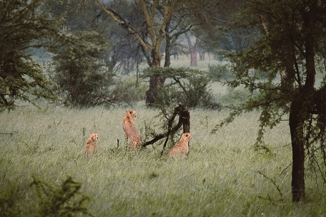 7-Day Tanzania Odyssey Safari- High End Tour - Day 1: Arusha start and a calm arrival with pickup