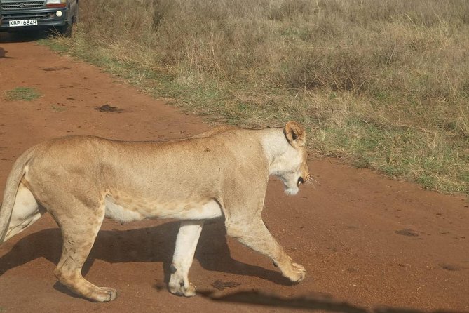 7 Day Tanzania visiting Arusha, Lake Manyara, Serengeti, Ngorongoro & Tarangire - Serengeti afternoons and the Seronera lion-rich central area
