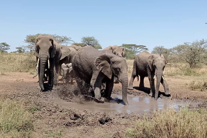 7 Day The Great Savannah Luxury Safari All Inclusive - A second Serengeti day built around dawn, downtime, and sunset