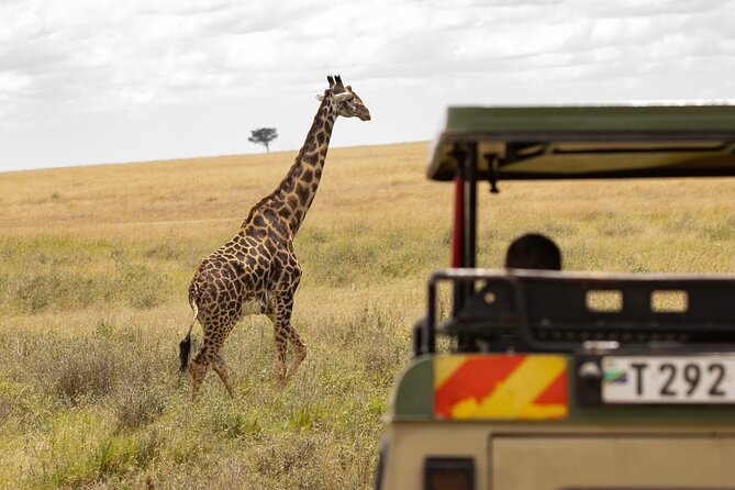 7 Days All inclusive Premium Safari Adventure in Tanzania - Serengeti day 1: from conservation area views to classic savanna spotting