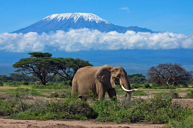 7 Days Best Luxury Safari To Tanzania - Day 1 in Arusha: arriving without losing a day