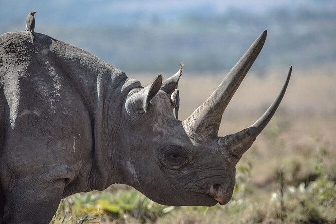 7 Days Best Luxury Safari To Tanzania - Ngorongoro Crater: 610 meters down to a Big Five moment