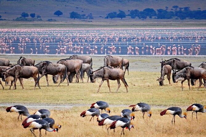 7 Days Best Luxury Safari To Tanzania - Serengeti National Park: two big game-drive days, plus migration fame