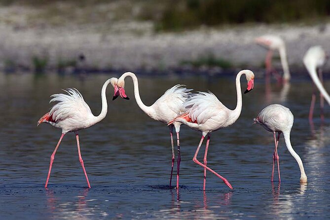 7 Days Best Luxury Safari To Tanzania - Zanzibar on Day 7: after-safari decompression with a quick air transfer